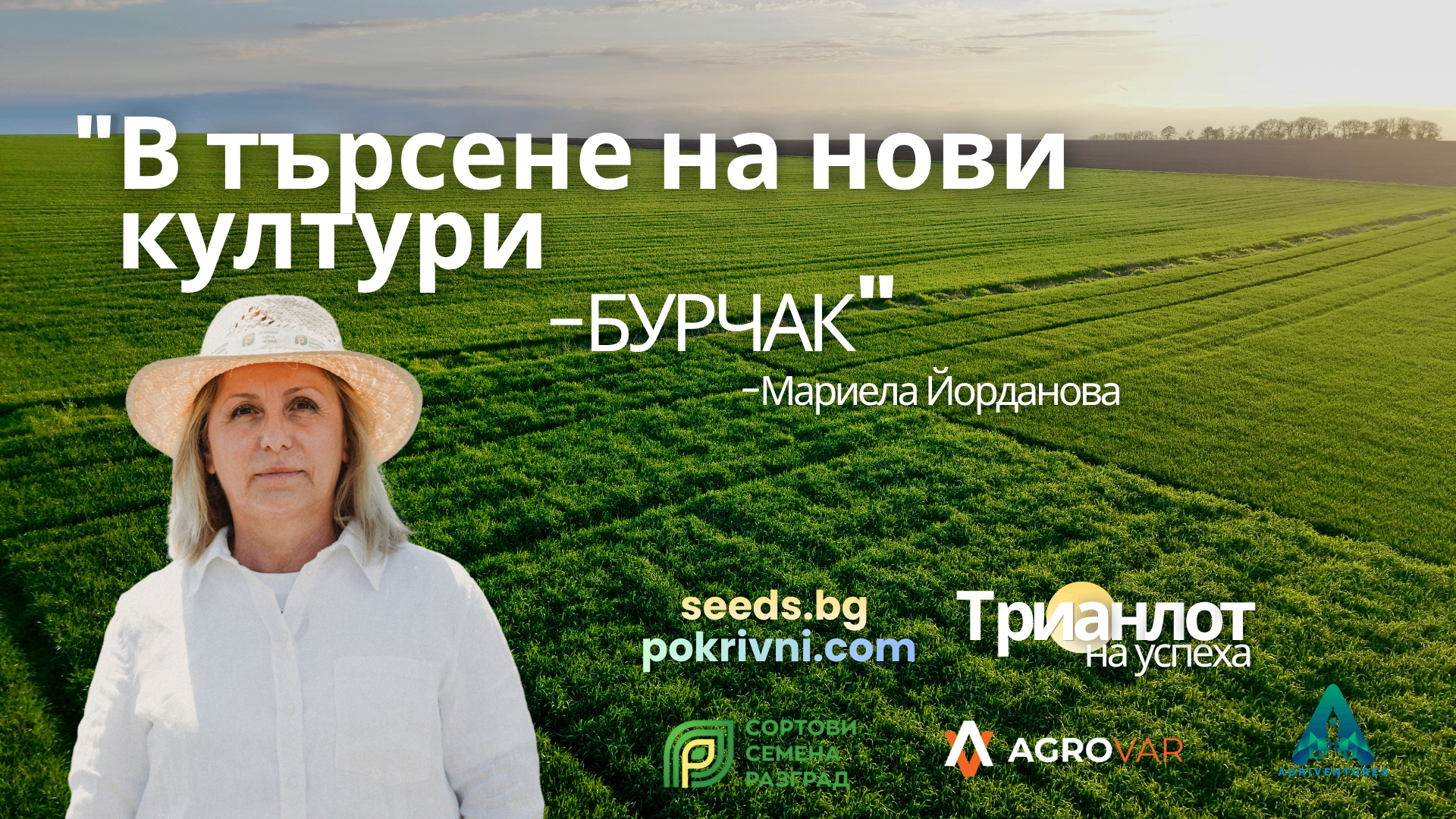 Бурчак (Vicia ervilia): покривна и азотфиксираща култура за здрава почва и зелено торене