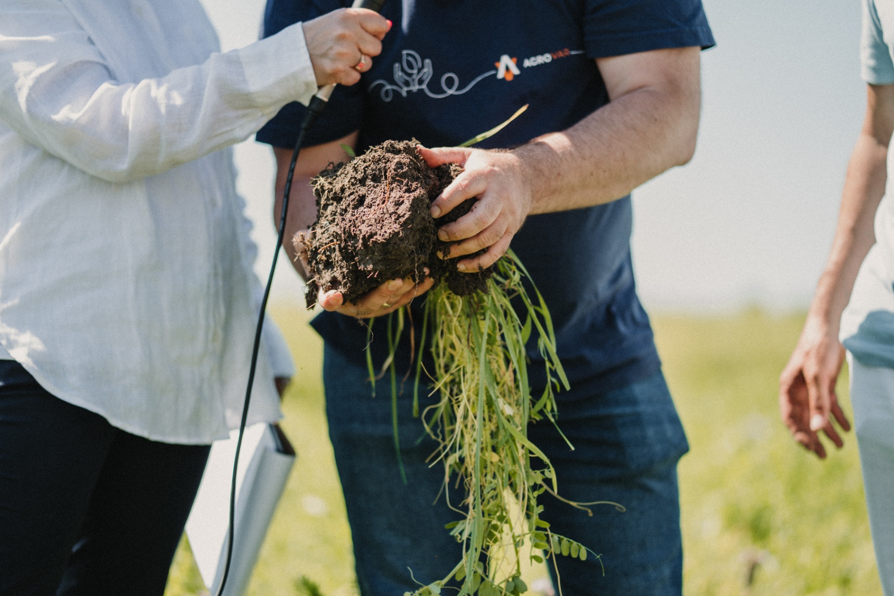Почвен профил с корени — демонстрация Agrovar